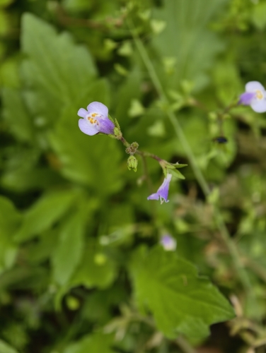Asian mazus