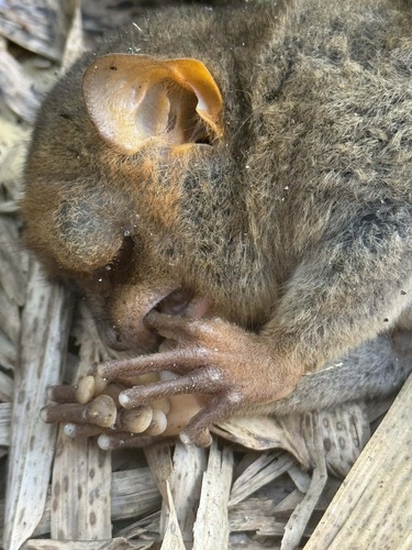 Philippine Tarsier