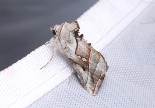 Macdunnoughia purissima