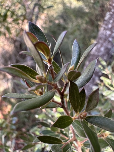 shiny tea-tree (Leptospermum turbinatum)