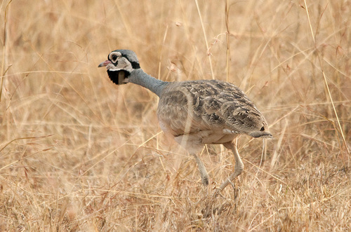White-bellied Korhaan