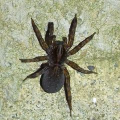 Trochosa terricola