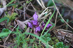 Lathraea clandestina