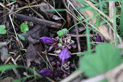 Lathraea clandestina