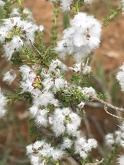 Eriocephalus ericoides