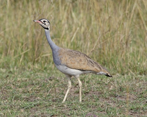 White-bellied Korhaan