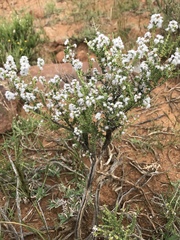 Eriocephalus ericoides
