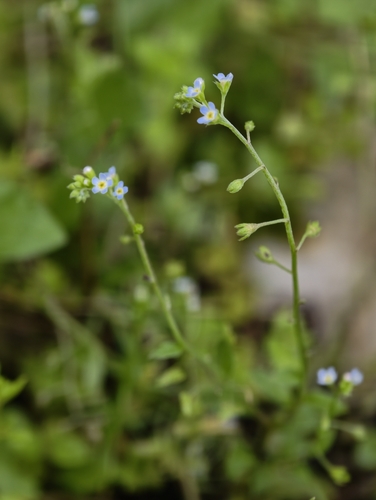 Cucumber-herb