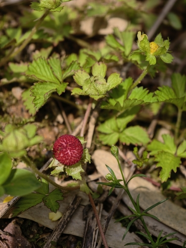 mock strawberry