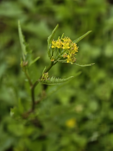 Diverse-leaf Yellowcress