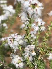 Eriocephalus ericoides