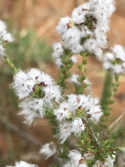 Eriocephalus ericoides