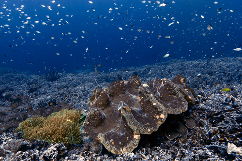 Tridacna gigas