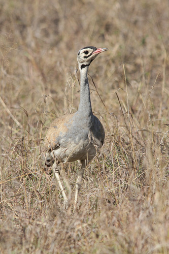 White-bellied Korhaan