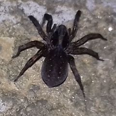Trochosa terricola