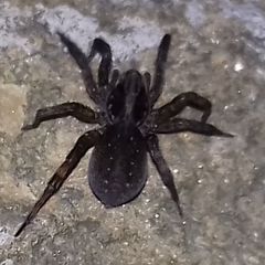 Trochosa terricola