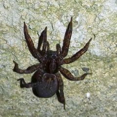 Trochosa terricola