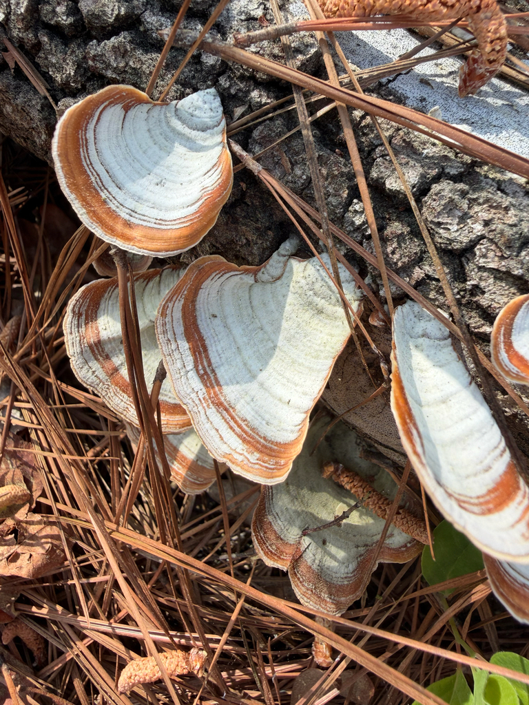 Stereum lobatum · April 2026 · photo: © joeyparsons (iNaturalist, cc-by)