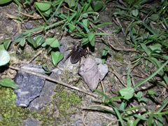 Trochosa terricola