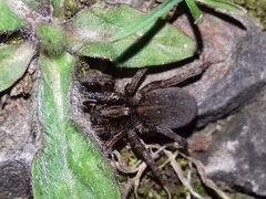 Trochosa terricola
