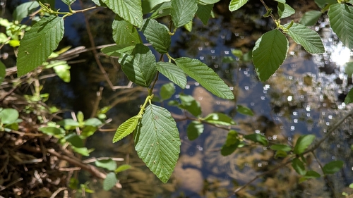 Alnus oblongifolia, photograph 5