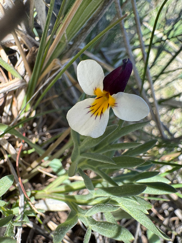 Beckwith's Violet (Viola beckwithii)