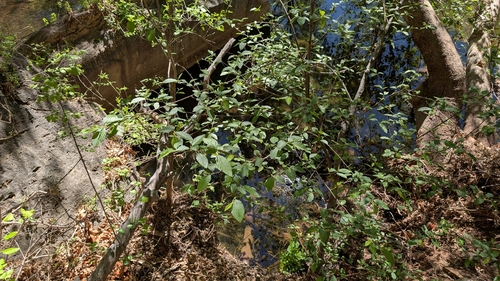 Alnus oblongifolia, photograph 6
