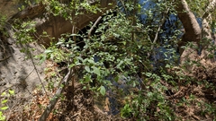 Alnus oblongifolia, photograph (c) L. Reid, some rights reserved (CC BY)