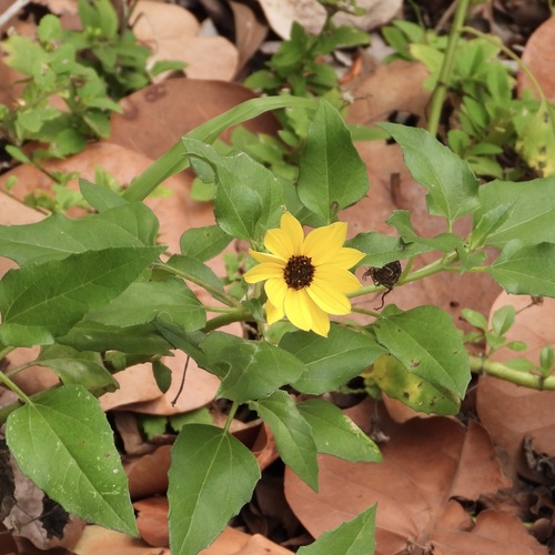 Cucumberleaf Sunflower (Helianthus debilis)