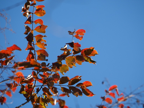 Taiwan Crepe Myrtle (Lagerstroemia subcostata)
