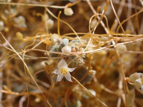Desert Dodder (Cuscuta nevadensis)