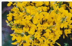 Cytisus oromediterraneus