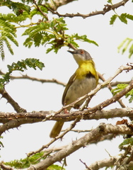 Apalis flavida