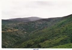 Cytisus oromediterraneus