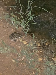 Sclerophrys regularis