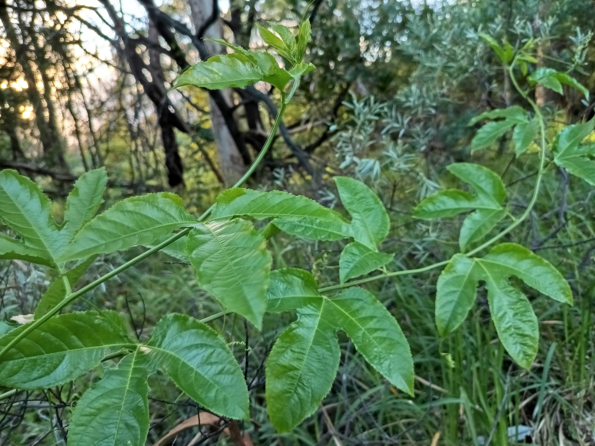 Common Passionfruit (Passiflora edulis)