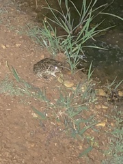 Sclerophrys regularis