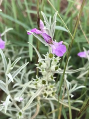 Stachys rugosa