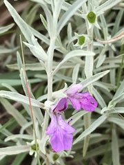 Stachys rugosa