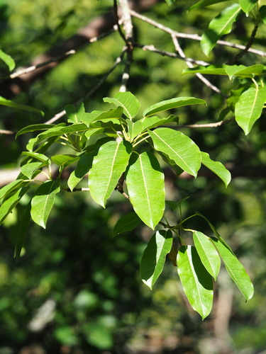 Ficus subpisocarpa (Ficus subpisocarpa)