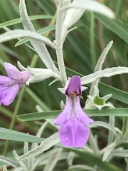 Stachys rugosa