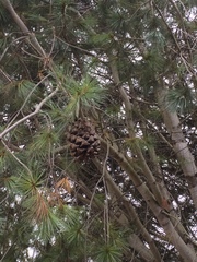 Pinus maximartinezii