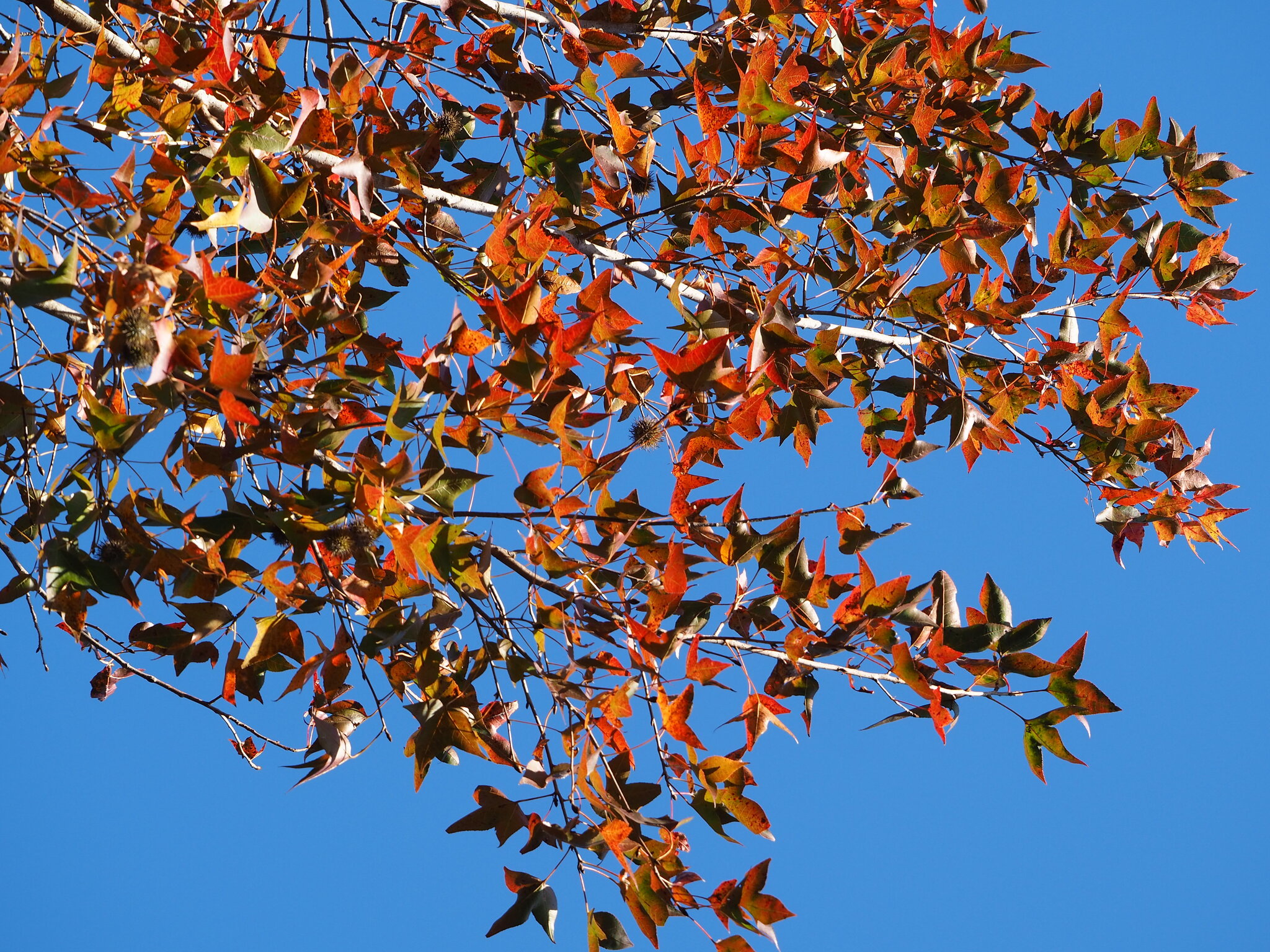 Chinese Sweet Gum (Liquidambar formosana)