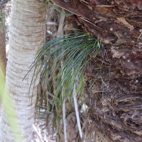 Shoestring Fern (Vittaria lineata)