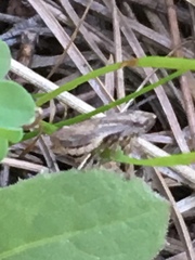 Cicadomorpha