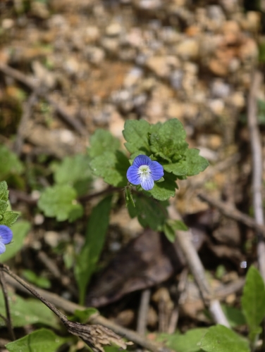 bird's-eye speedwell