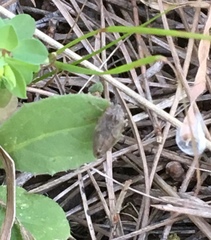 Cicadomorpha
