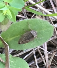 Cicadomorpha