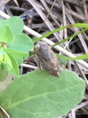 Cicadomorpha