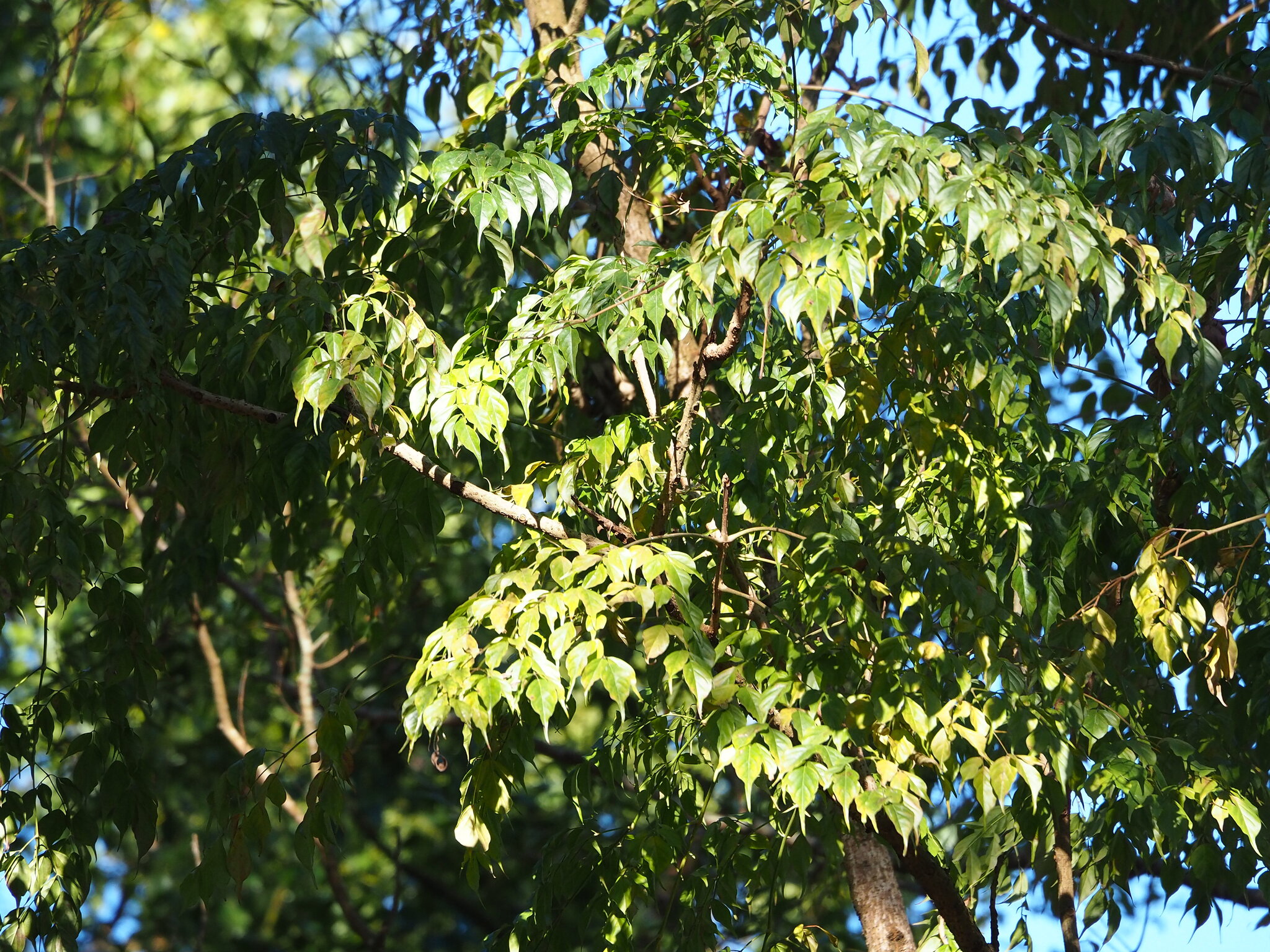 China Doll (Radermachera sinica)